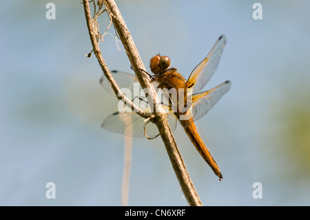 Eine Teneral männlichen knapp Chaser Libelle (Libellula Fulva) thront auf einem Zweig am RSPB Strumpshaw Fen, Norfolk. Juni. Stockfoto