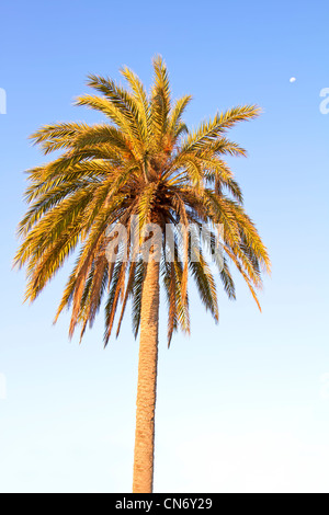Kanarische Insel Dattelpalme (Phoenix Canariensis) Stockfoto
