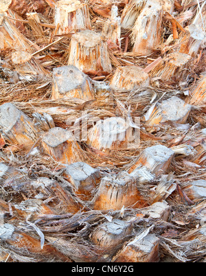 Schließen Sie herauf Bild der Stamm Palme (Phoenix Canariensis) Stockfoto