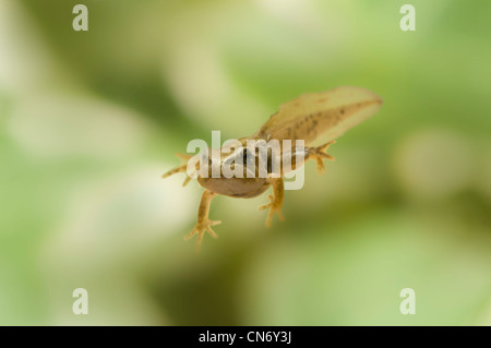 gemeinsamen Frosch Kaulquappe mit Beinen, fotografiert in einem Tank und danach veröffentlicht. Stockfoto