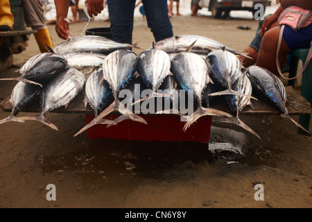 Auf der Theke ist ein großer Haufen frisch gefangenen Thunfisch, großen schönen Schwänzen. Stockfoto