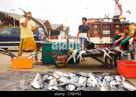 Fünf Fischer verbreiten frisch gefangenen Fisch auf der Theke auf dem Fischmarkt. Es gibt viele Thunfisch. Stockfoto