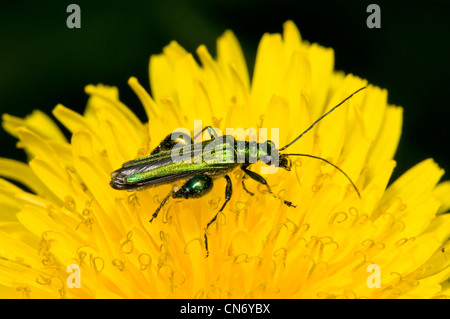 Einen erwachsenen männlichen dicken Beinen Blume Käfer (Oedemera Nobilis) auf einem Löwenzahn im Naturreservat Crossness, Bexley, Kent. Juni. Stockfoto