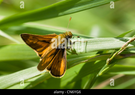 Ein erwachsenen männlichen großen Skipper Butterfly (Ochlodes Sylvanus) thront auf Schilf im Naturreservat Crossness, Bexley, Kent. Juni. Stockfoto