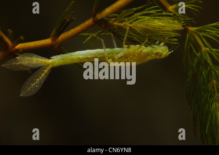 Blau-tailed Damselfly Nymphe Stockfoto