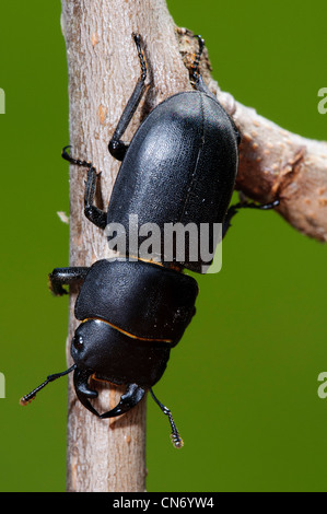 Ein geringerer Hirschkäfer Klettern hinunter einen Zweig in einem Garten in Belvedere, Kent. Stockfoto