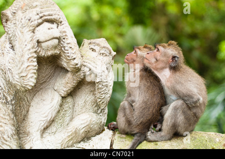 Long-tailed Makaken (Macaca Fascicularis) in Sacred Monkey Forest, Ubud, Indonesien Stockfoto