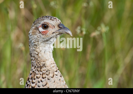 Eine Nahaufnahme des Kopfes eines Erwachsenen weiblichen Fasan (Phasianus Colchicus) an Elmley Sümpfe National Nature Reserve, Kent. Juli. Stockfoto