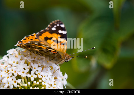 Ein Erwachsener Distelfalter (Vanessa Cardui) thront auf einer weißen Sommerflieder Blume am Elmley Sümpfe National Nature Reserve, Kent. Juli. Stockfoto