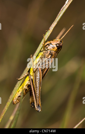 Eine Wiese Heuschrecke festhalten an einem Rasen Stängel Thursley gemeinsame nationale Natur-Reserve, Surrey. August. Stockfoto