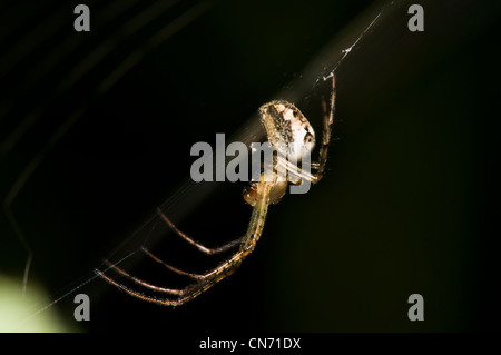 Eine gemeinsame Strecken Spinne (Tetragnatha Extensa) wartet geduldig im Netz am Naturschutzgebiet Sevenoaks, Kent. August. Stockfoto