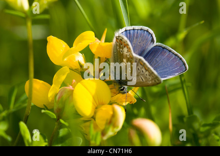 Einen männlichen gemeinsamen blauen Schmetterling Fütterung auf bird'sfoot Kleeblatt in eine Wildblumenwiese auf den North Downs in Kent