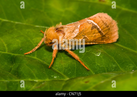 Eine männliche orange rasche Motte thront auf einem Blatt Stockfoto