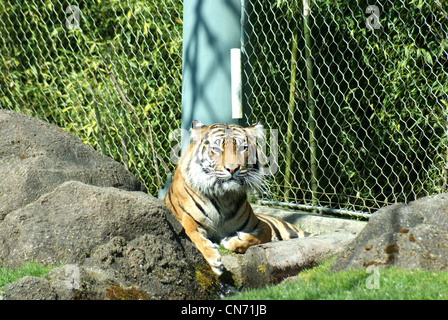 Tiger Festlegung in den Rasen. Stockfoto
