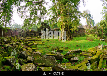 Grün im Preah Khan Tempel Ankor Wat, Kambodscha Stockfoto