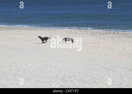 Zwei Hunde am Strand in Long Branch, New Jersey, USA Stockfoto