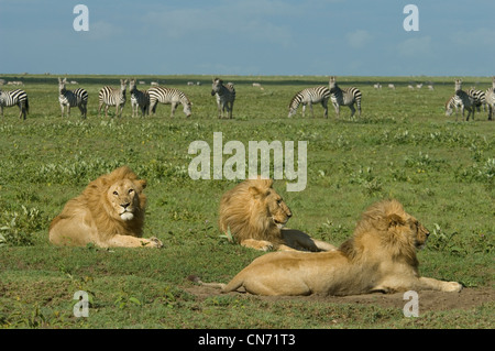 Löwen mit Zebras im Hintergrund zur Festlegung Stockfoto