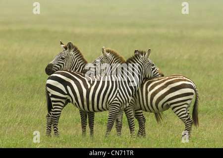 Burchell Zebras stehen in Ebenen mit dem Kopf auf den Rücken Stockfoto