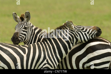 Burchell Zebras stehen in Ebenen mit dem Kopf auf den Rücken Stockfoto