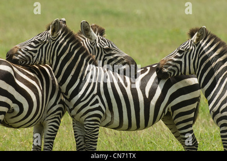 Burchell Zebras stehen in Ebenen mit dem Kopf auf den Rücken Stockfoto