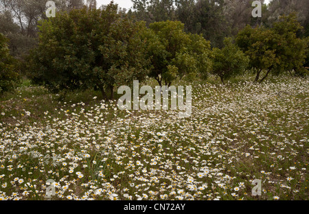 Mastixbäume, Pistacia Mastixsträuchern Var Chia im Anbau mit Frühlingsblumen auf Chios, Griechenland Stockfoto