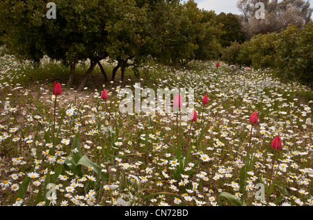 Mastixbäume, Pistacia Mastixsträuchern Var Chia im Anbau mit Frühlingsblumen auf Chios, Griechenland Stockfoto