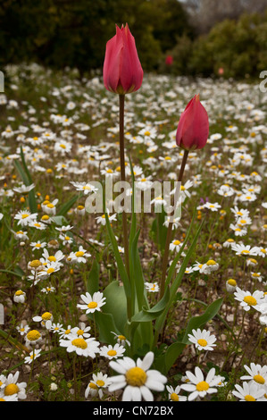 Wilde Tulpen, Tulipa Praecox in blumigen Feld, Chios, Griechenland Stockfoto