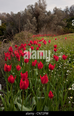 Wilde Tulpen, Tulipa Praecox am Rand der Ackerfläche, auf Chios, Griechenland Stockfoto