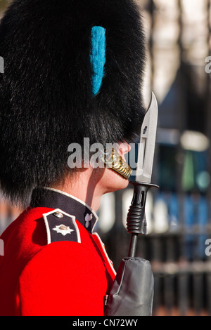 Irische Gardist im Clarence house Stockfoto