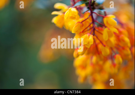 Berberis darwinii. Darwins Berberitze Blumen im April. Großbritannien Stockfoto