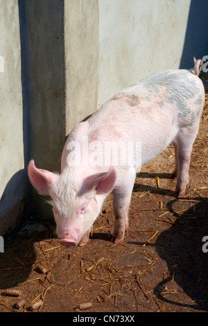 Ein Sattel wieder überqueren mittleren weißen Shop Schwein in einem ummauerten Stall Stockfoto