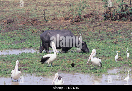 Eine verwilderte Wasserbüffel beispielsweise beispielsweise eingeführten Arten im nördlichen Australien fotografiert am Mary River, NT, Australien Stockfoto