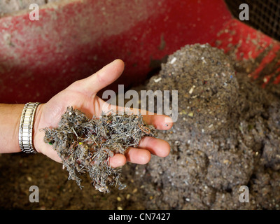 Hand mit Metall, meist Heftklammern und Büroklammern, entfernt aus Recycling-Papier in Fabrik in Groningen Niederlande Stockfoto