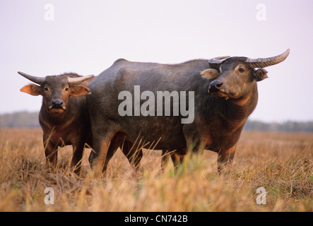 Eine verwilderte Wasserbüffel beispielsweise beispielsweise eingeführten Arten im nördlichen Australien fotografiert am Mary River, NT, Australien Stockfoto