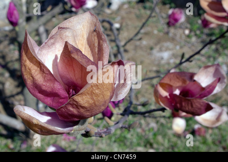 Magnolia nach Einfrieren Stockfoto