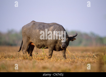 Eine verwilderte Wasserbüffel beispielsweise beispielsweise eingeführten Arten im nördlichen Australien fotografiert am Mary River, NT, Australien Stockfoto