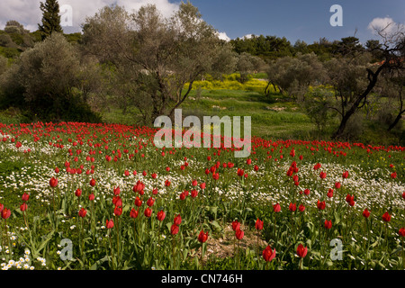 Wilde Tulpen, Tulipa Praecox und Mayweed im Acker inmitten von Olivenhainen, in der Nähe von Tholopotami, Chios, Griechenland Stockfoto