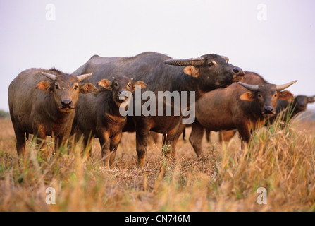 Eine verwilderte Wasserbüffel beispielsweise beispielsweise eingeführten Arten im nördlichen Australien fotografiert am Mary River, NT, Australien Stockfoto