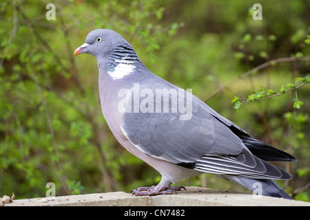 Ein Woodpigeon (Columba Palumbus) thront auf einer Wand. Stockfoto
