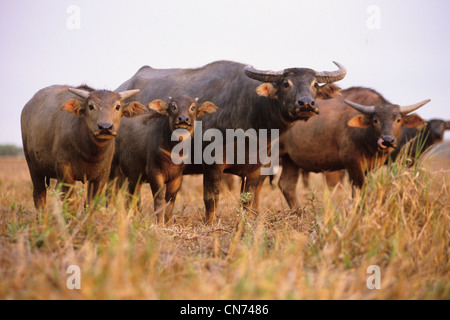 Eine verwilderte Wasserbüffel beispielsweise beispielsweise eingeführten Arten im nördlichen Australien fotografiert am Mary River, NT, Australien Stockfoto