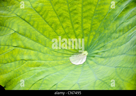 Tröpfchen in einer grünen Lotus-Blatt-Blume Stockfoto