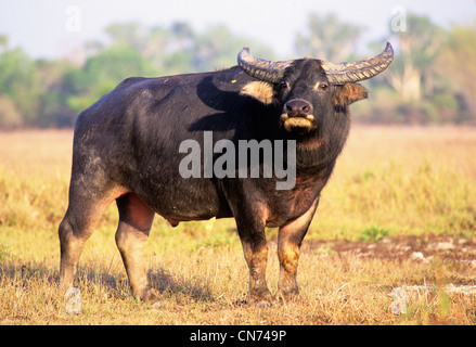 Eine verwilderte Wasserbüffel beispielsweise beispielsweise eingeführten Arten im nördlichen Australien fotografiert am Mary River, NT, Australien Stockfoto