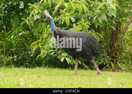 Südlichen Helmkasuar Casuarius Casuarius Erwachsene weibliche fotografiert in den feuchten Tropen, North Queensland, Australien Stockfoto