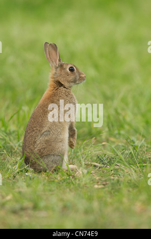 Erwachsene europäische Kaninchen Stockfoto