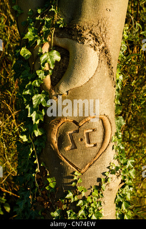 Herz mit den Initialen S und C in einem Baumstamm geschnitzt, Großbritannien Stockfoto