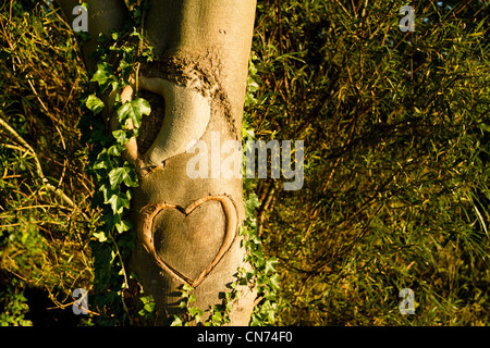 Herz geschnitzt in einem Baumstamm Stockfoto