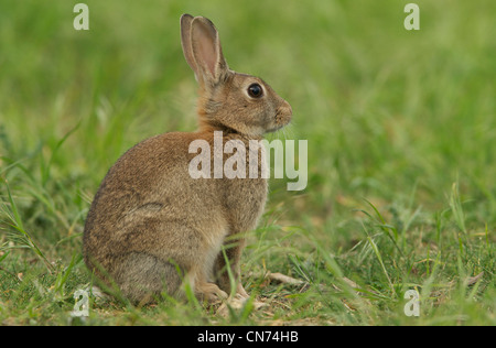 Erwachsene europäische Kaninchen Stockfoto