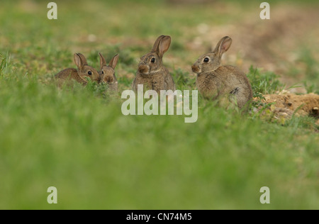 Kaninchen Familie sitzt am Eingang der Höhle Stockfoto