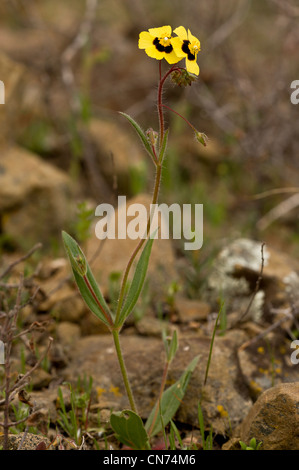 Gefleckte Rock-Rose, Tuberaria Guttata in Blüte auf Chios, Griechenland Stockfoto