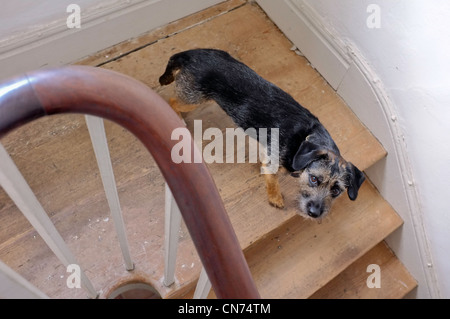 Ein Jack Russell/Border Terrier Kreuz Stockfoto